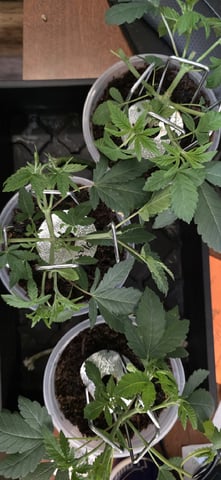 Girl Scout Cookies  — vegetative, day 40