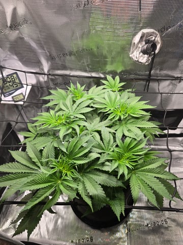 Northern lights #10 (Alaska) — flower, day 37