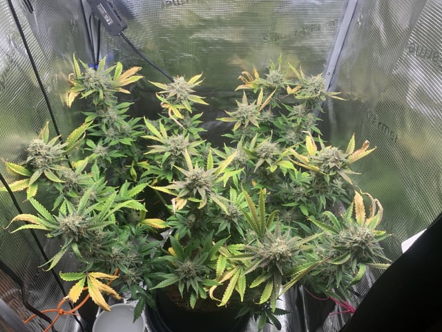 Blackberry Moonrocks (First Grow)