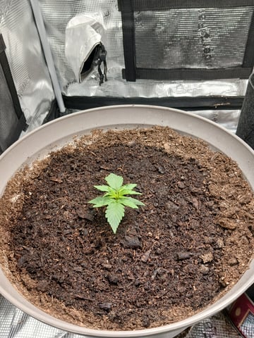 black gorilla feminized  — vegetative, day 6