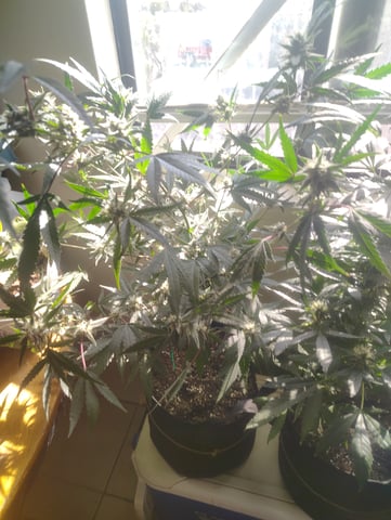 3 in flower — flower, day 21