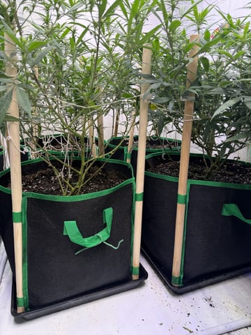 Indoor Grow  — flower, day 158