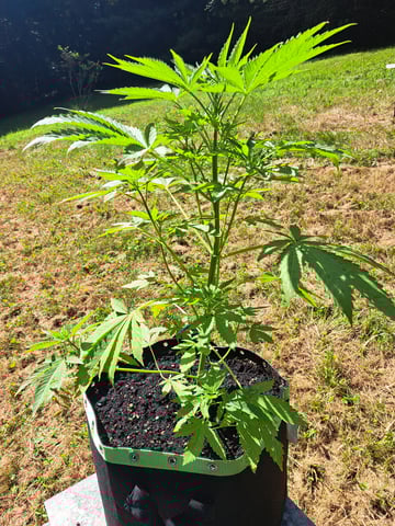 Bucket List Grow #2 — vegetative, day 43