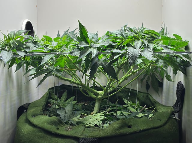 Armário — flower, day 5