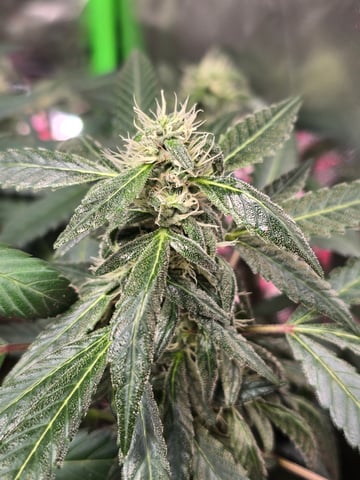 NUMERO UNO — flower, day 8