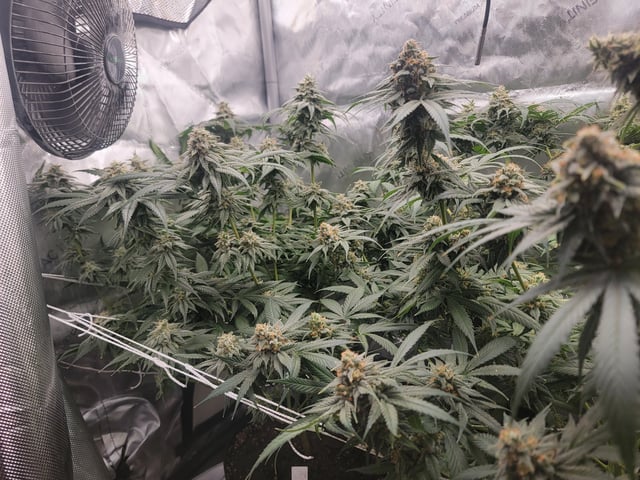 my first grow — flower, day 96