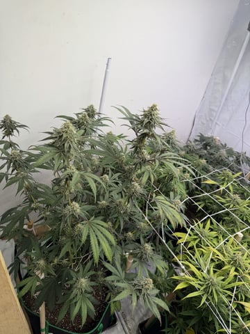 Indoor Grow  — flower, day 180