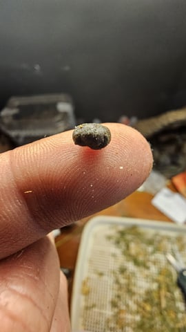 Blueberry  — flower, day 98