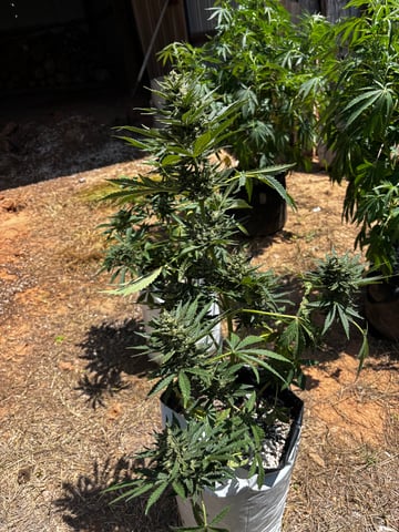 Autoflowers — flower, day 53