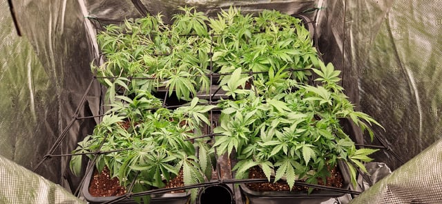 New Strains