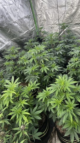 White Runtz (Barney’s Farm) — flower, day 119