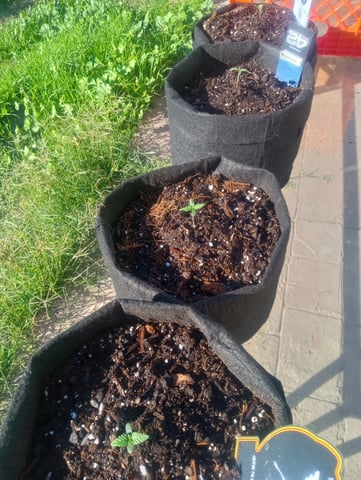  auto mixed pack indoor attempt #1 — seedling_rooting, day 9