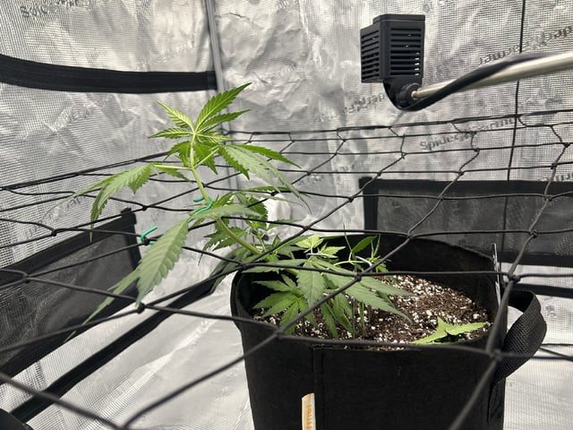 Frostbanger F4 — flower, day 32