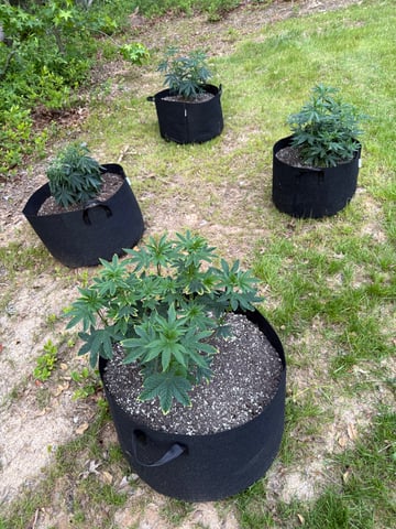 Grow 2 — auto, day 1