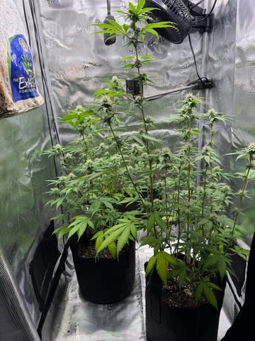  Trying to go big — flower, day 102