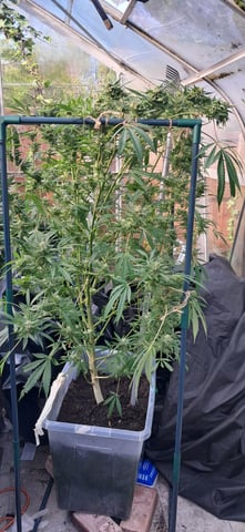 1st grow (green house)(natural) — flower, day 114