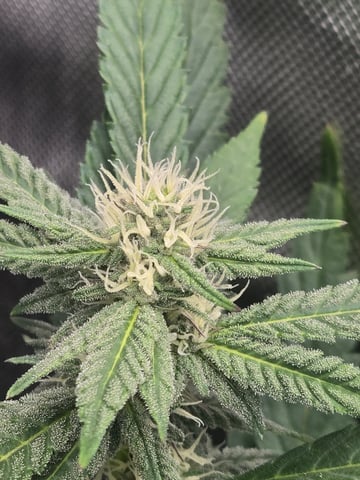 First Grow — flower, day 83