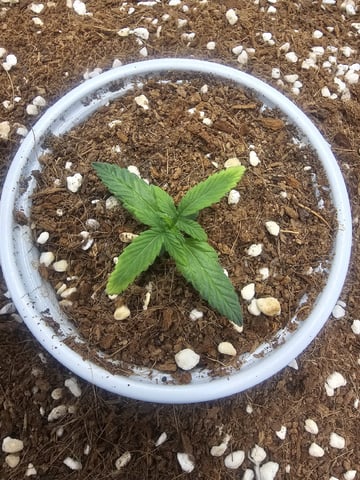 Bruce Banner — seedling_rooting, day 111