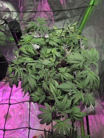 2025-26 — vegetative, day 36