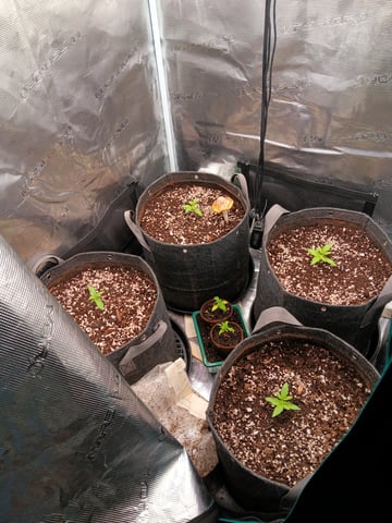 HP CC — vegetative, day 17