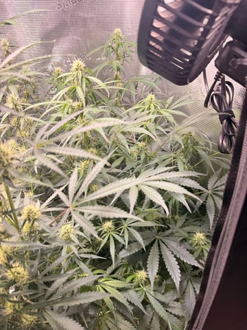 First grow — auto, day 43