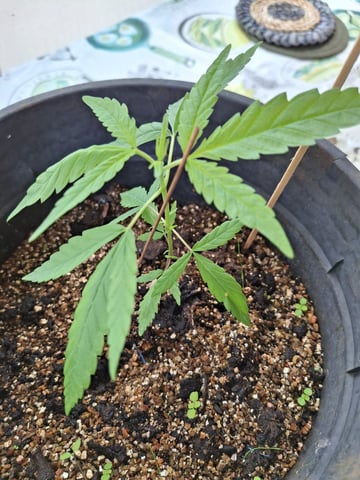 my first baby — grow_setup, day 1