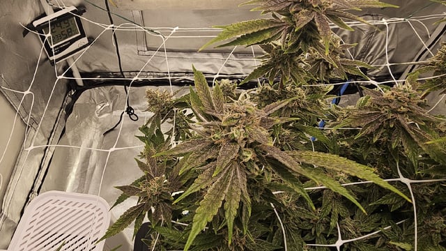 Jelousy Fast(Photo) & Ultra Voilet (Auto) — flower, day 68