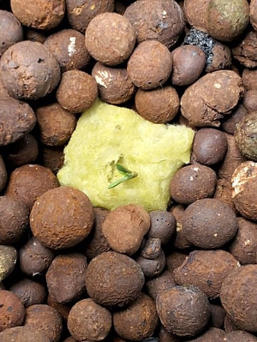 BABY SISTER — seedling_rooting, day 5