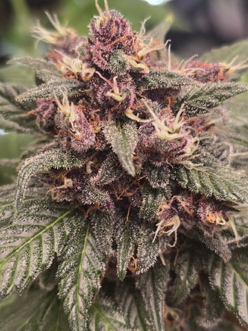 Bloody Mandarin Rainbow — vegetative, day 53