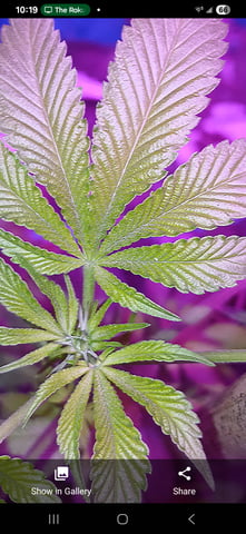 triangle kush  — flower, day 54