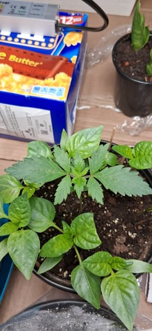 blueberry funk — seedling_rooting, day 8