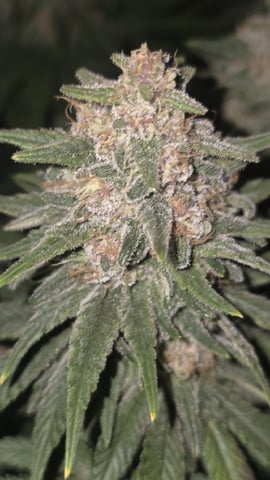 Original 1990 genetics  — flower, day 117