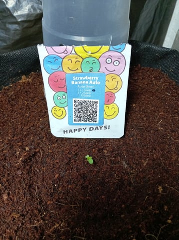 Strawberry Banana Auto  — seedling_rooting, day 7