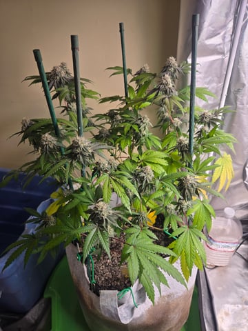 Looking for advice! — flower, day 84