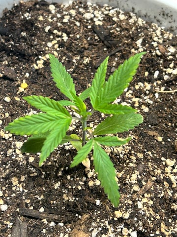 First ever grow — vegetative, day 30