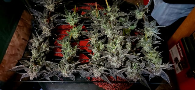 Found my Females... Game On! — harvest, day 185