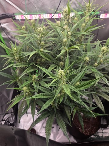 Northern Lights / Banana Kush — flower, day 67