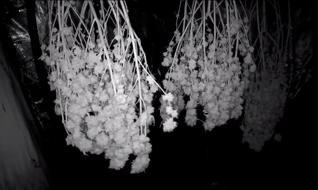 new bee's  — vegetative, day 61