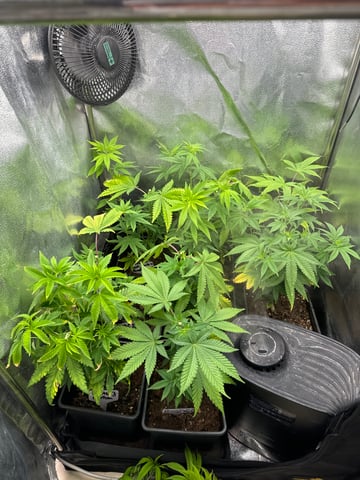 Mimosa x Orange Punch, Runtz Carlton, Gush Mints x Grape Cake Cream — vegetative, day 5