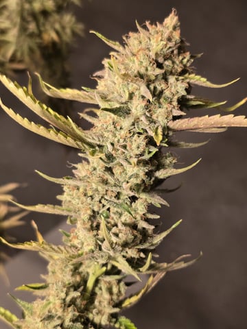 3rd Auto Grow — flower, day 114