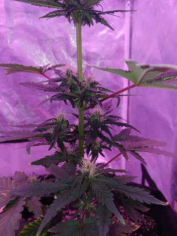 CountryG  — seedling_rooting, day 41