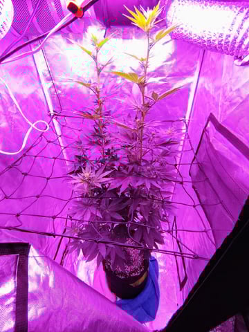 CountryG  — flower, day 104