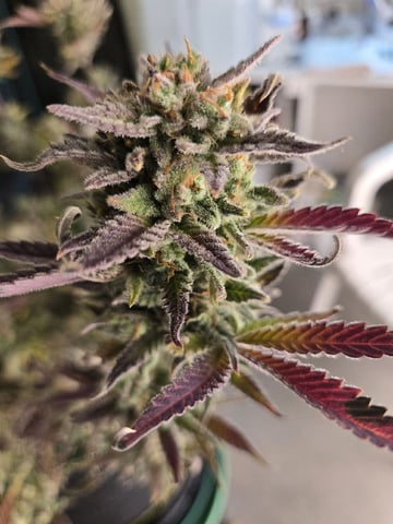 GDP auto 3X5 tent — flower, day 130