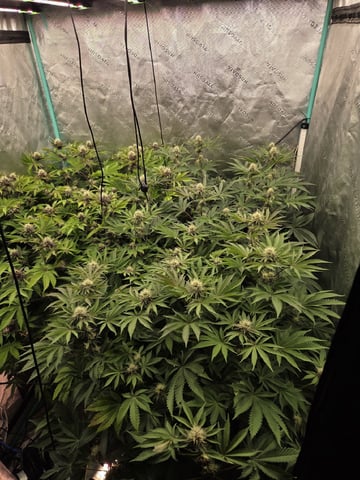 Relentless Genetics Trop Cherry S1