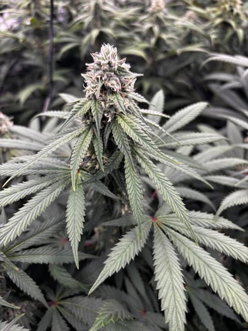 Pink Passion Fruit — flower, day 82