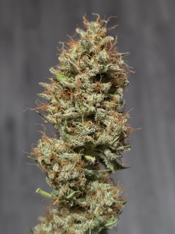 2nd Autoflower Indoor Grow — flower, day 98