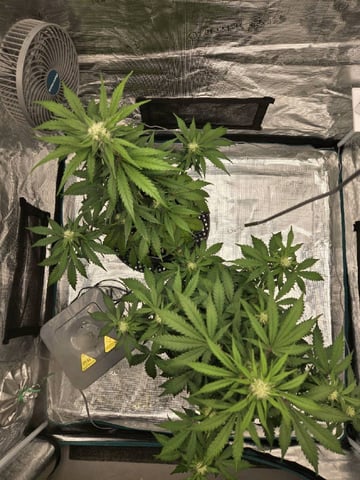 Mimosa Sunrise XXL 3x3 tent — flower, day 36