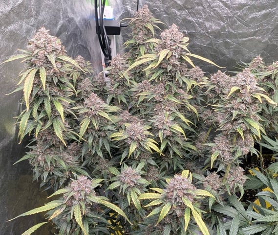 Mixed Grow — flower, day 94