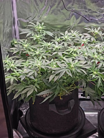 Dirty Bird - Thousand Island Fem & Platinum Kush Breath Remix x Grape Cakehead Fem Photo  — flower, day 71