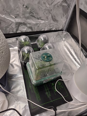 Funk Mtn (Mother) — vegetative, day 28